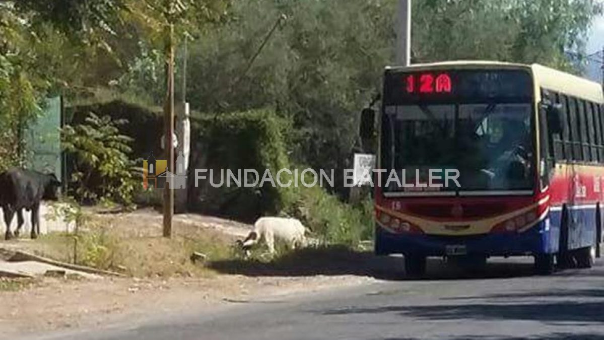 Vacas de paseo  por la ciudad