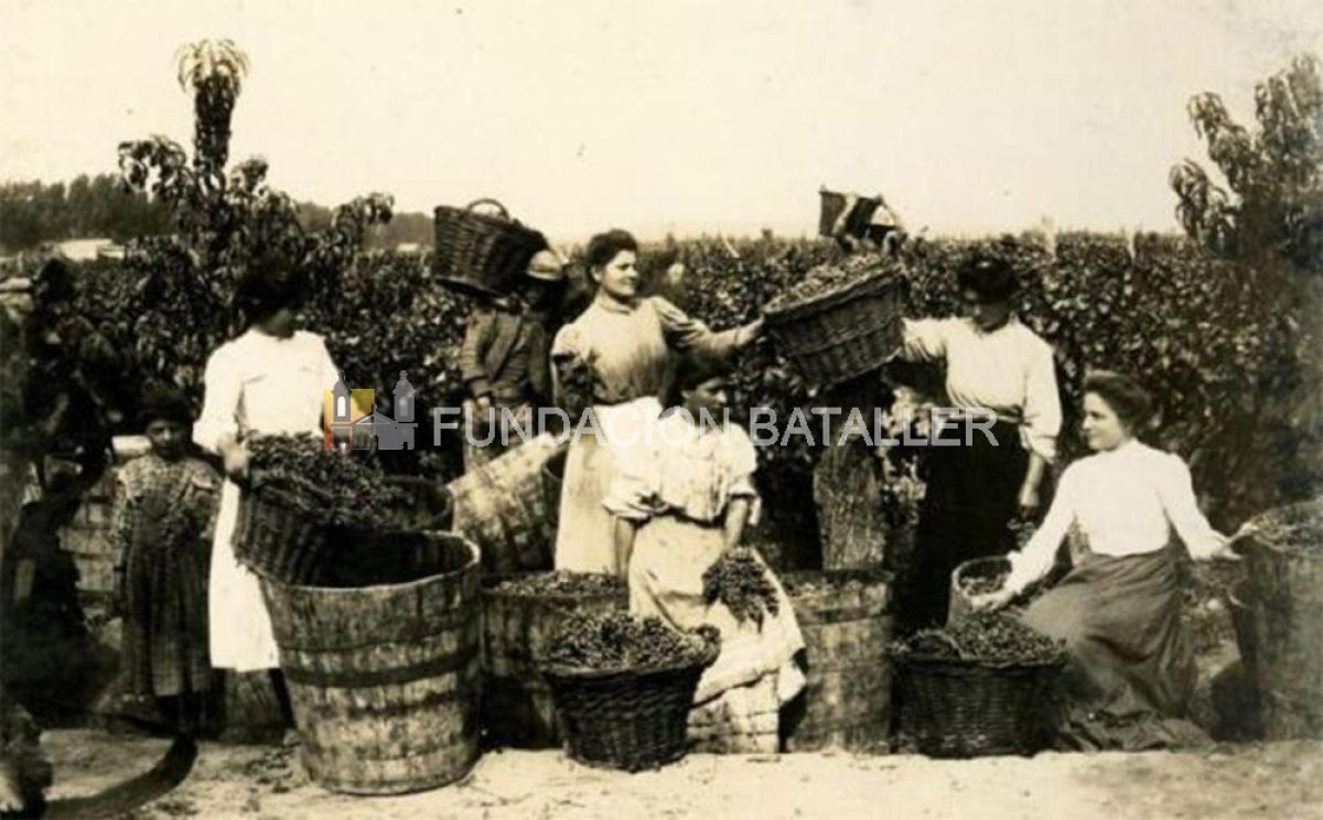 ¿Cómo comenzó la vitivinicultura en Argentina?