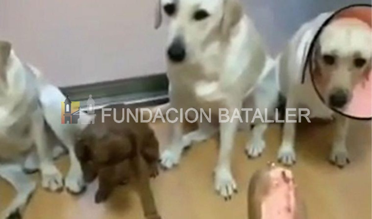 El video de los perros que acusan a un cachorro