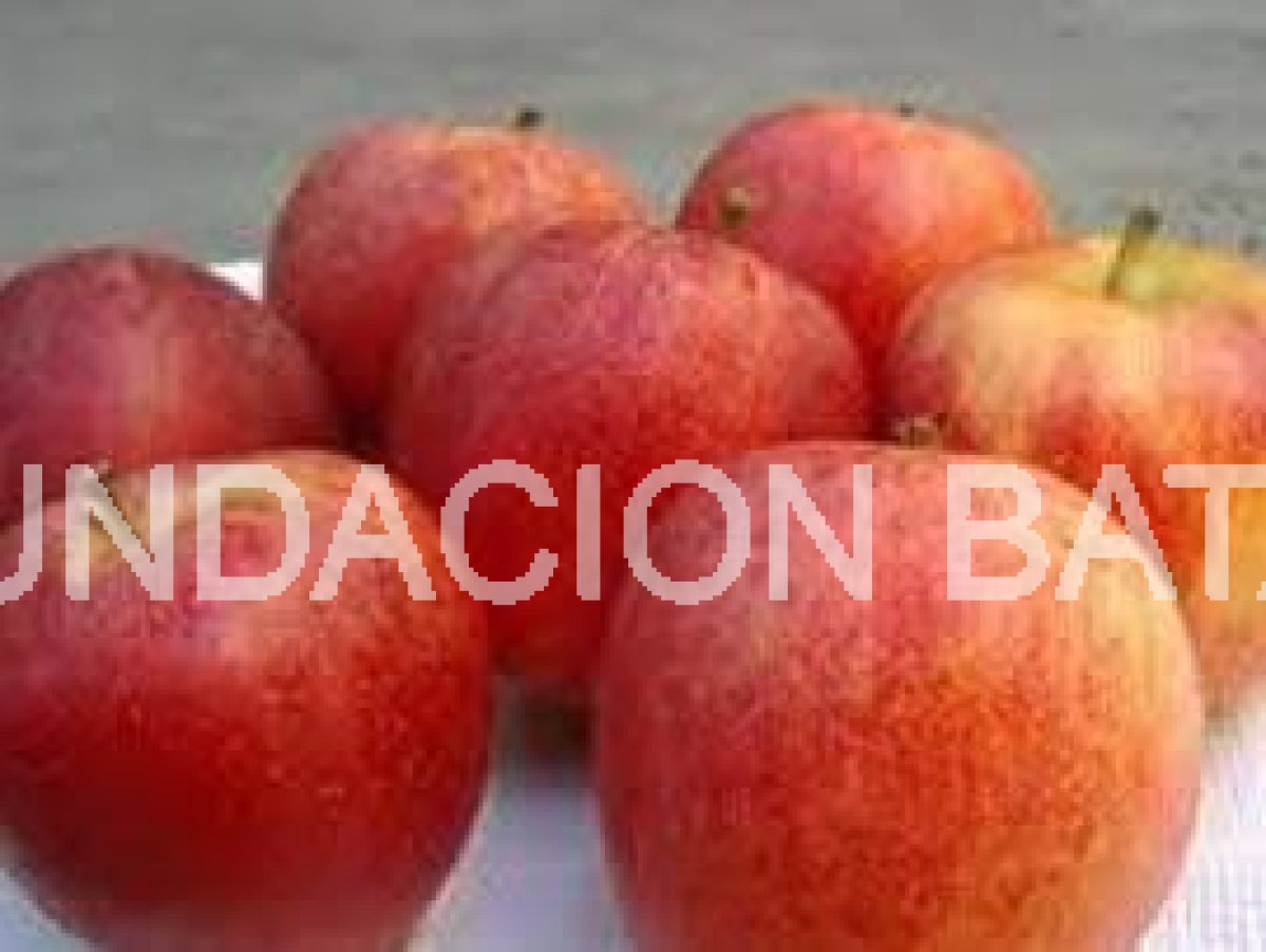 Masitas de Manzana