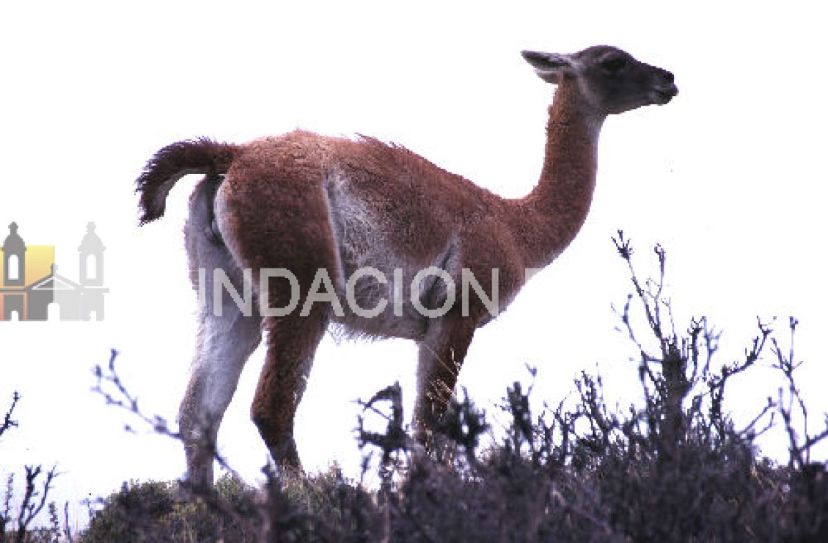 El guanaco, rey de las montañas