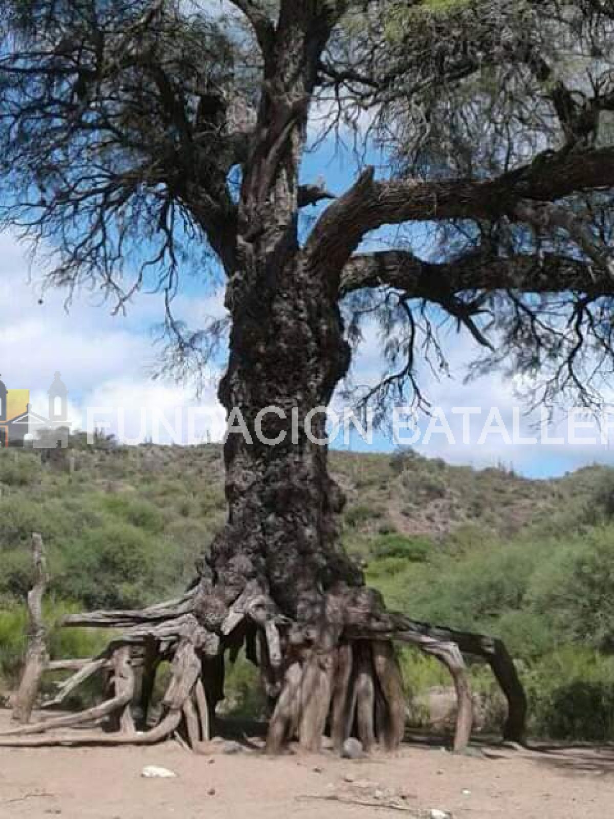 El árbol de los pueblos originarios