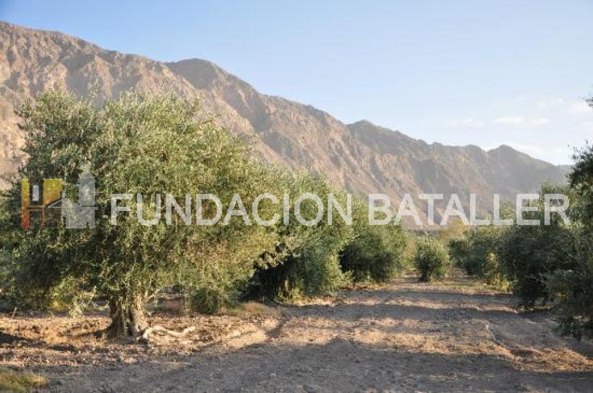 Exportaciones de olivicultura de San Juan