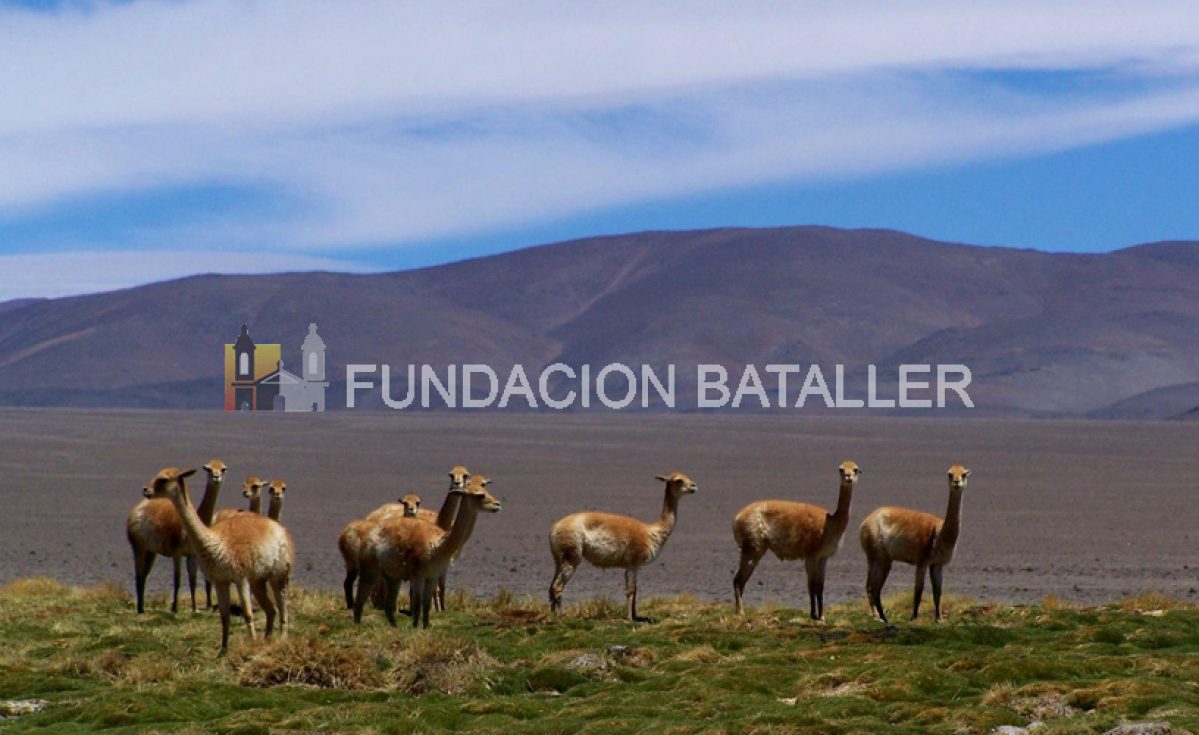 El equilibrio biológico y las especies amenazadas