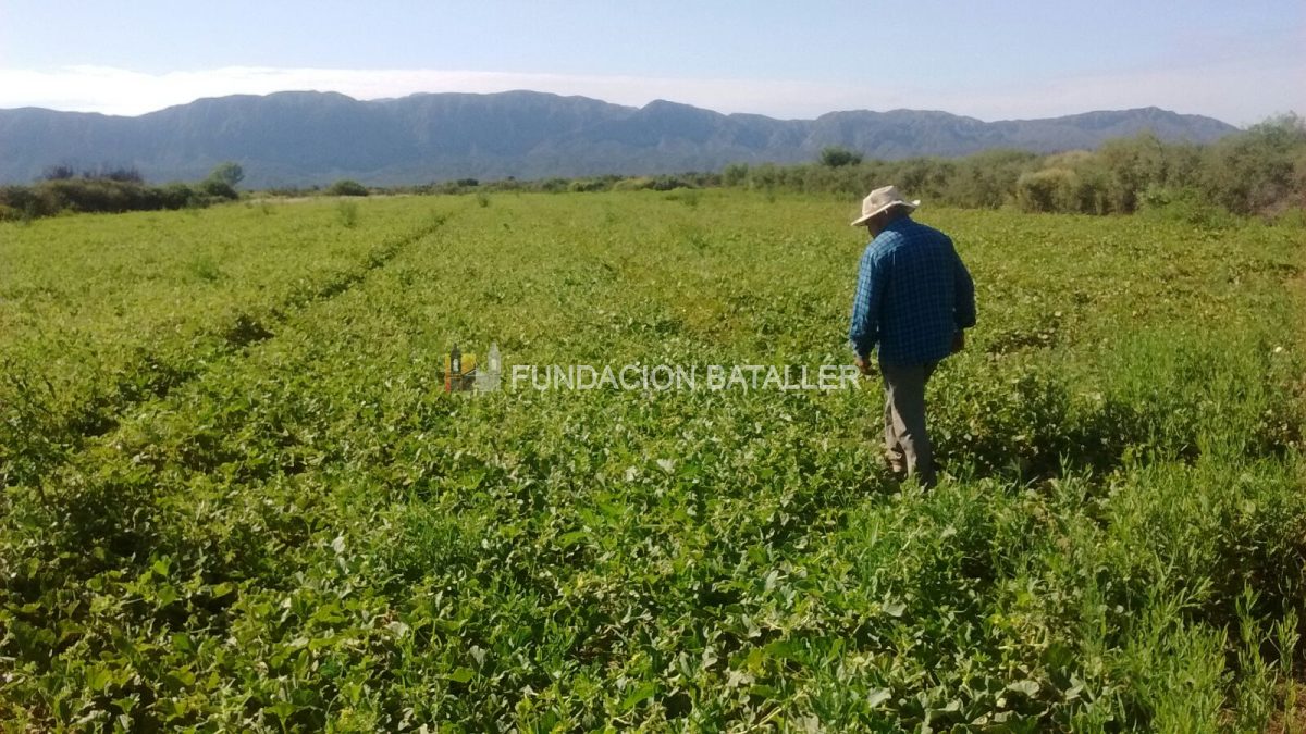 La agricultura en San Juan