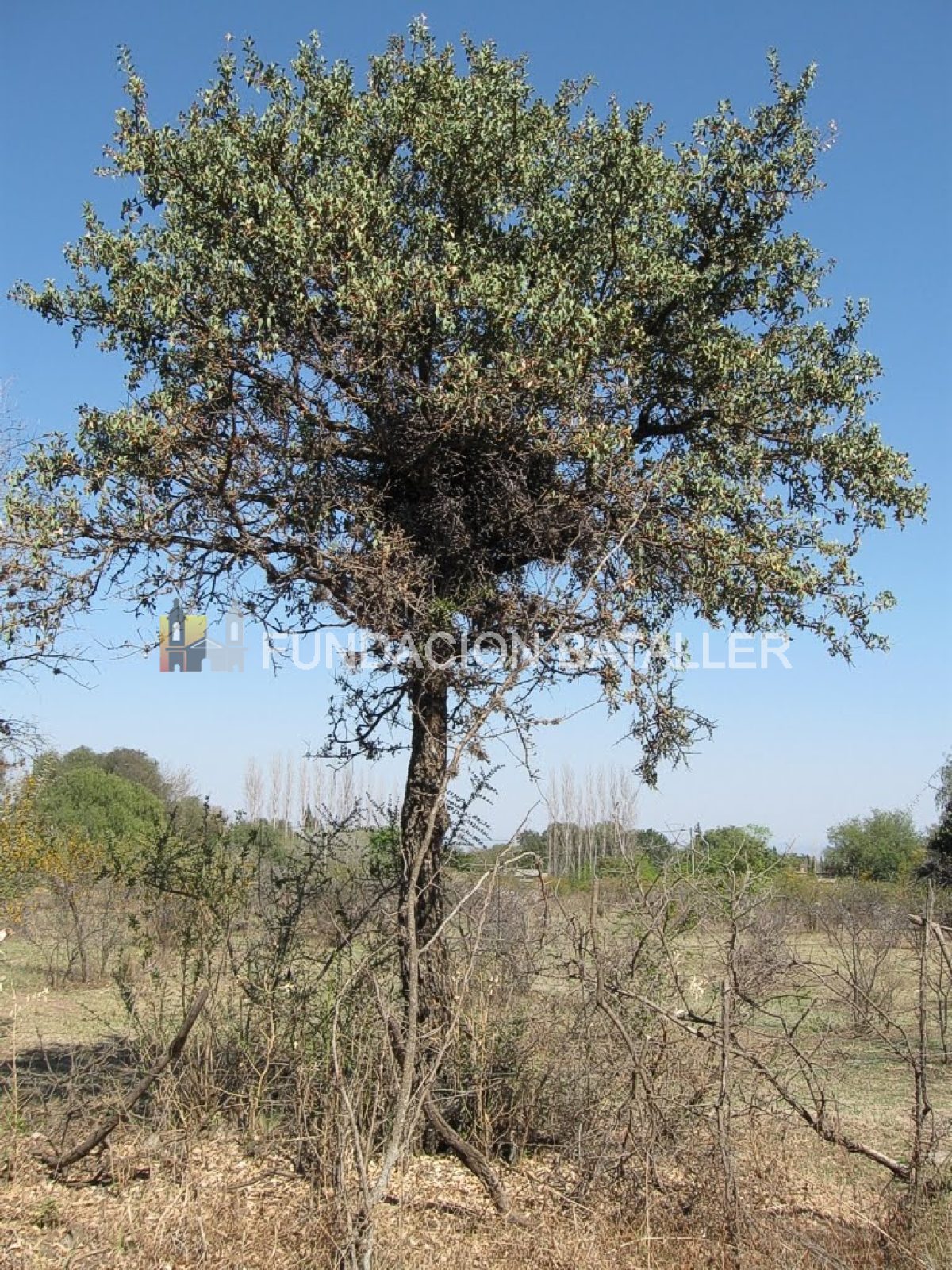 Sombra de Toro, un árbol bien sanjuanino