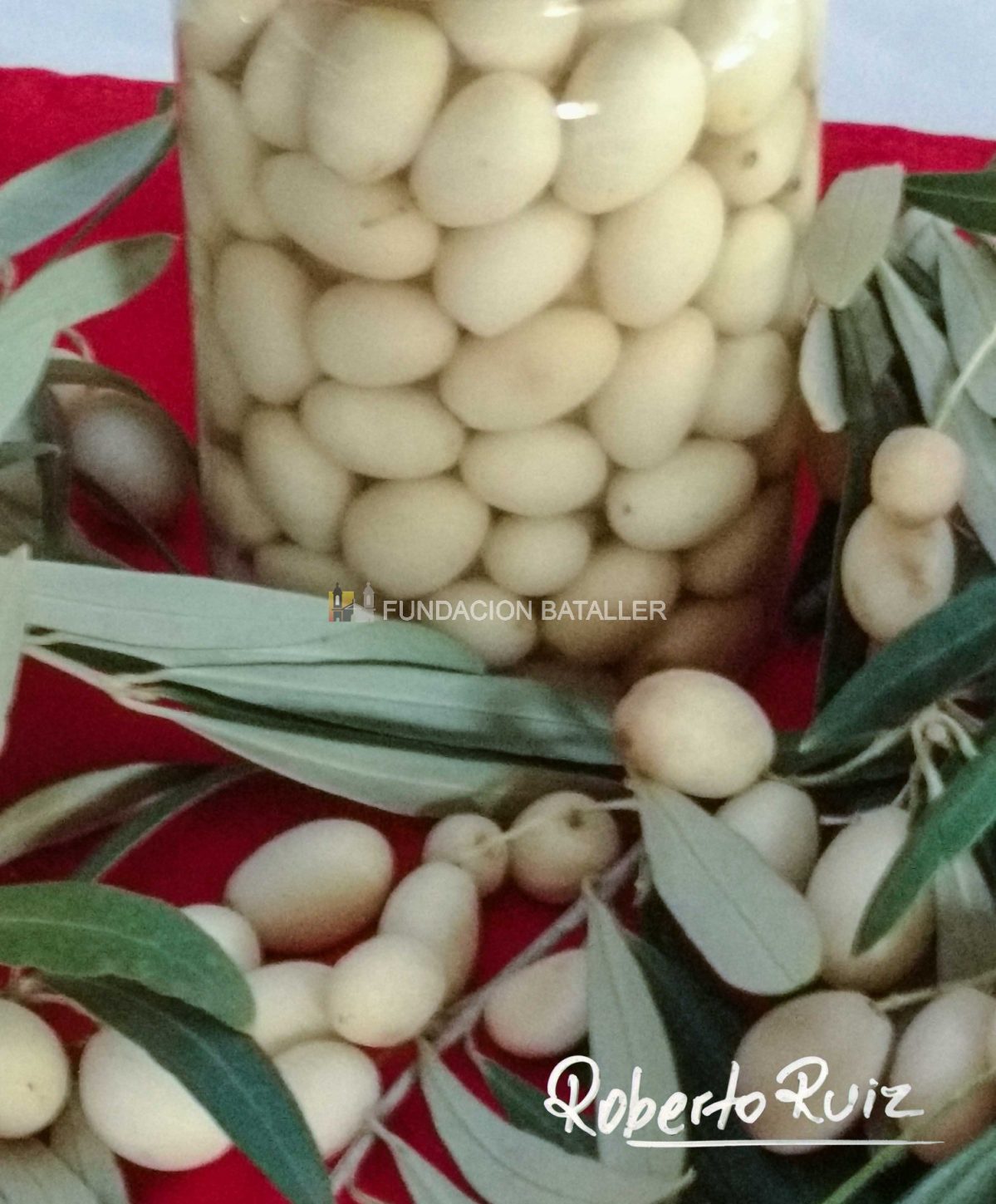 Aceitunas blancas de Niquivil