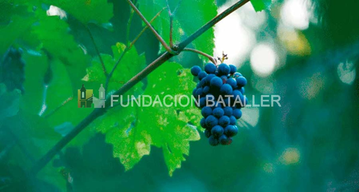 Más palabras sobre la vid y el vino