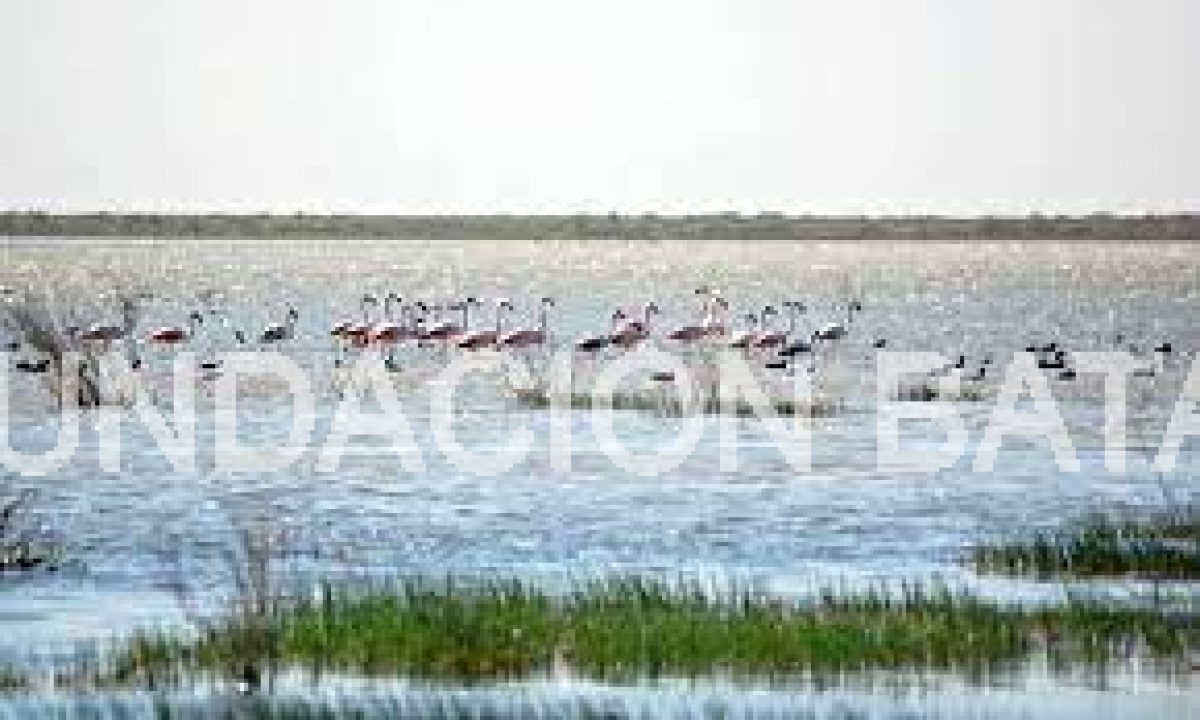 Las Lagunas de Guanacache: resiliencia frente a la desecación