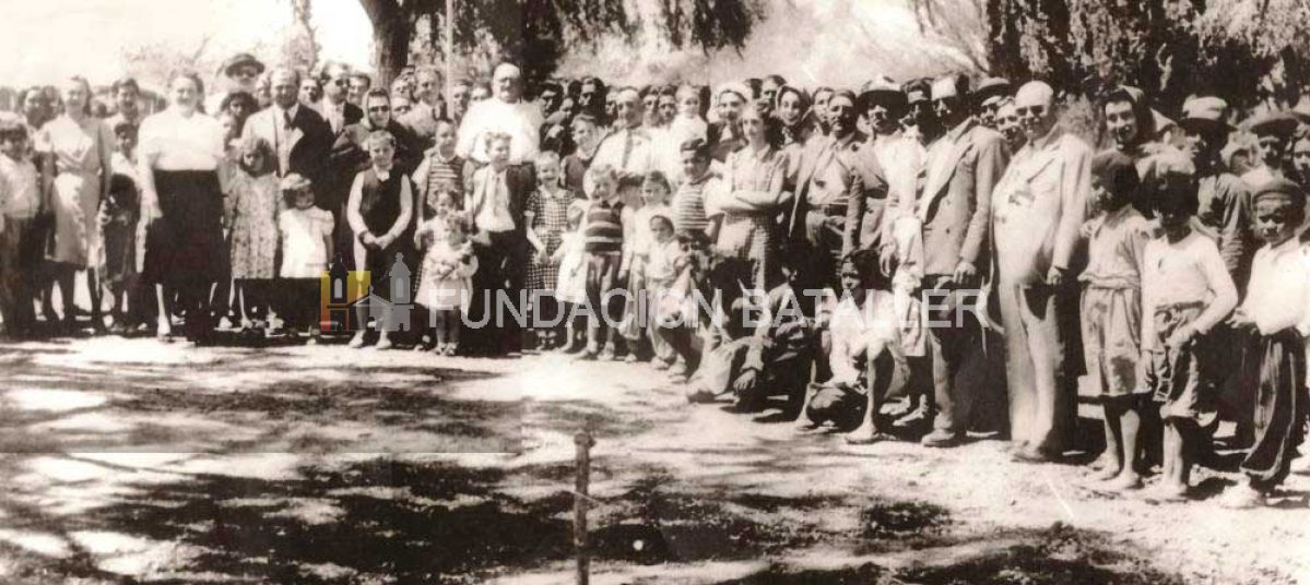 La plantación de olivos