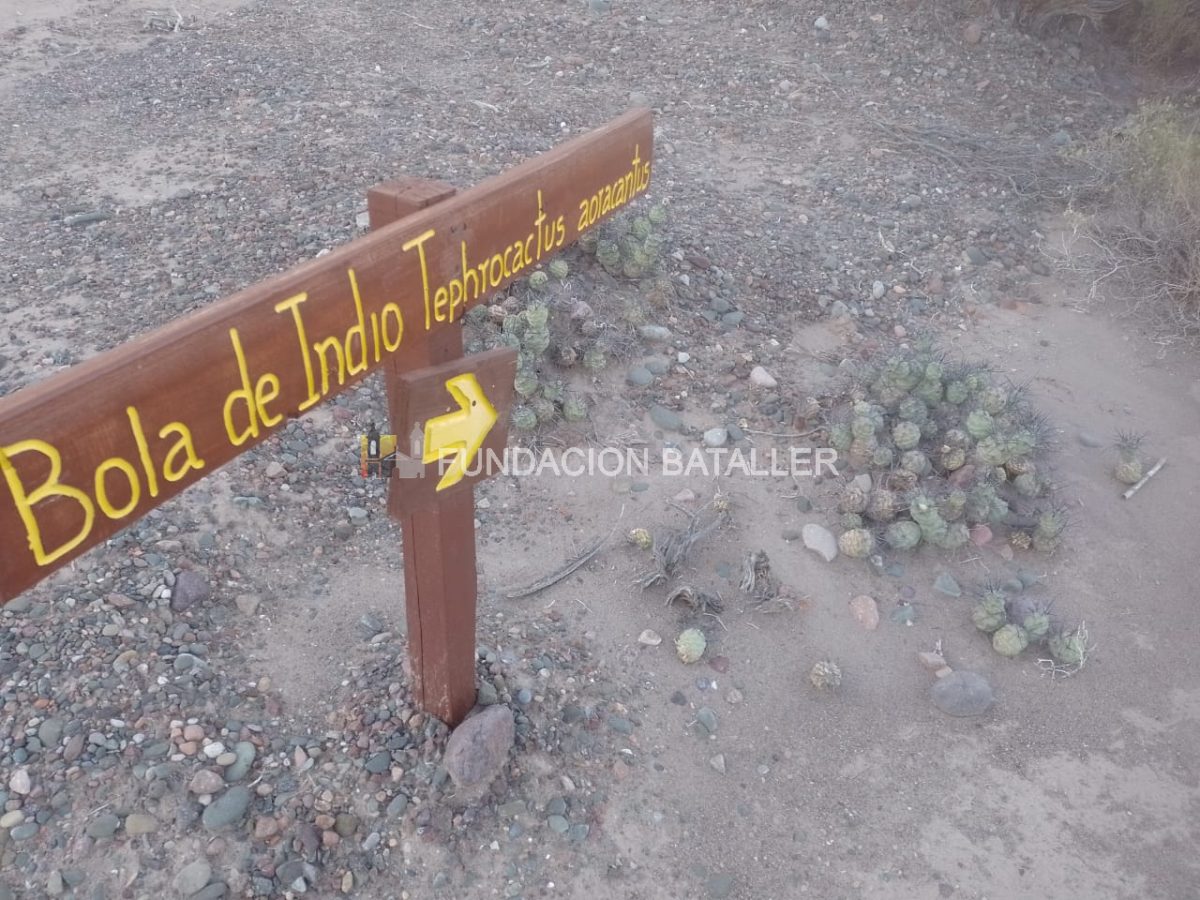 Los cactus conocidos como Bolas de Indio