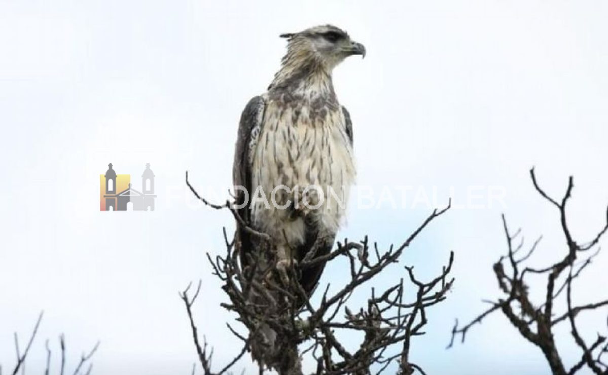 Sarmiento y las aves