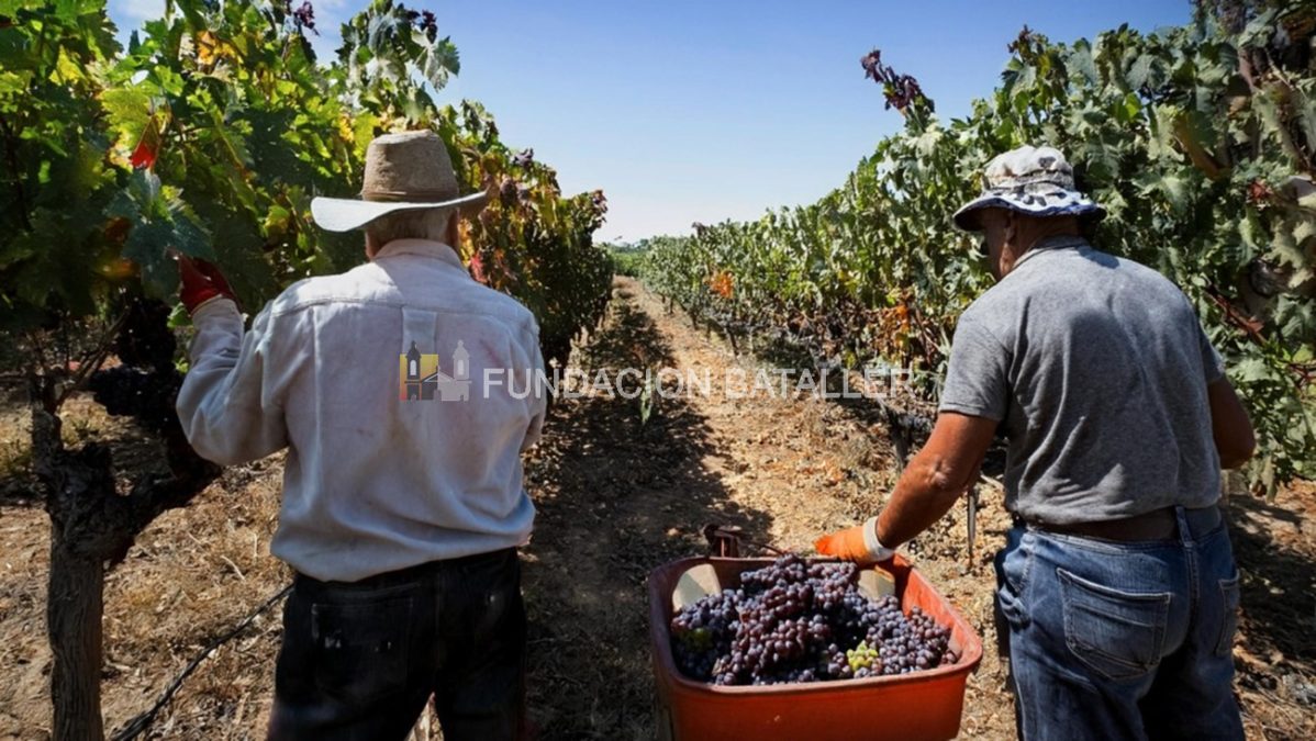 1 de febrero. Día Nacional del Trabajador Vitivinícola