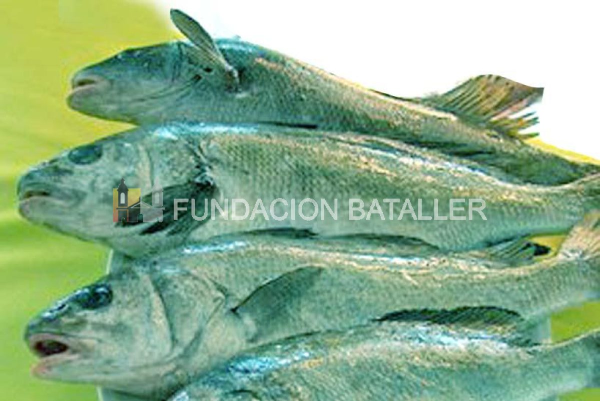 Quebet (de pescado)