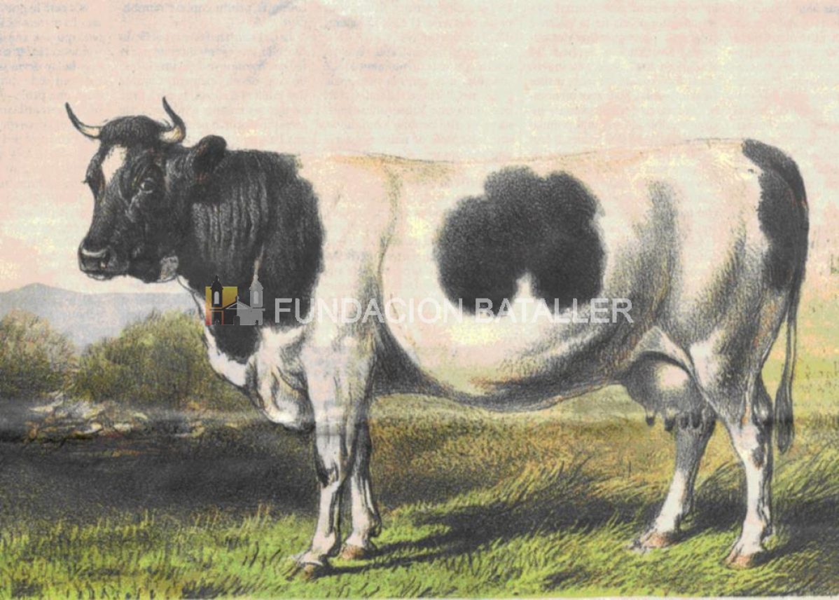 Auténticas vacas suizas en la historia argentina