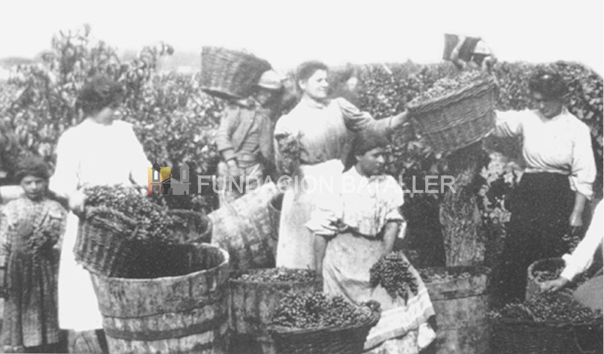 La historia de la vitivinicultura en San Juan