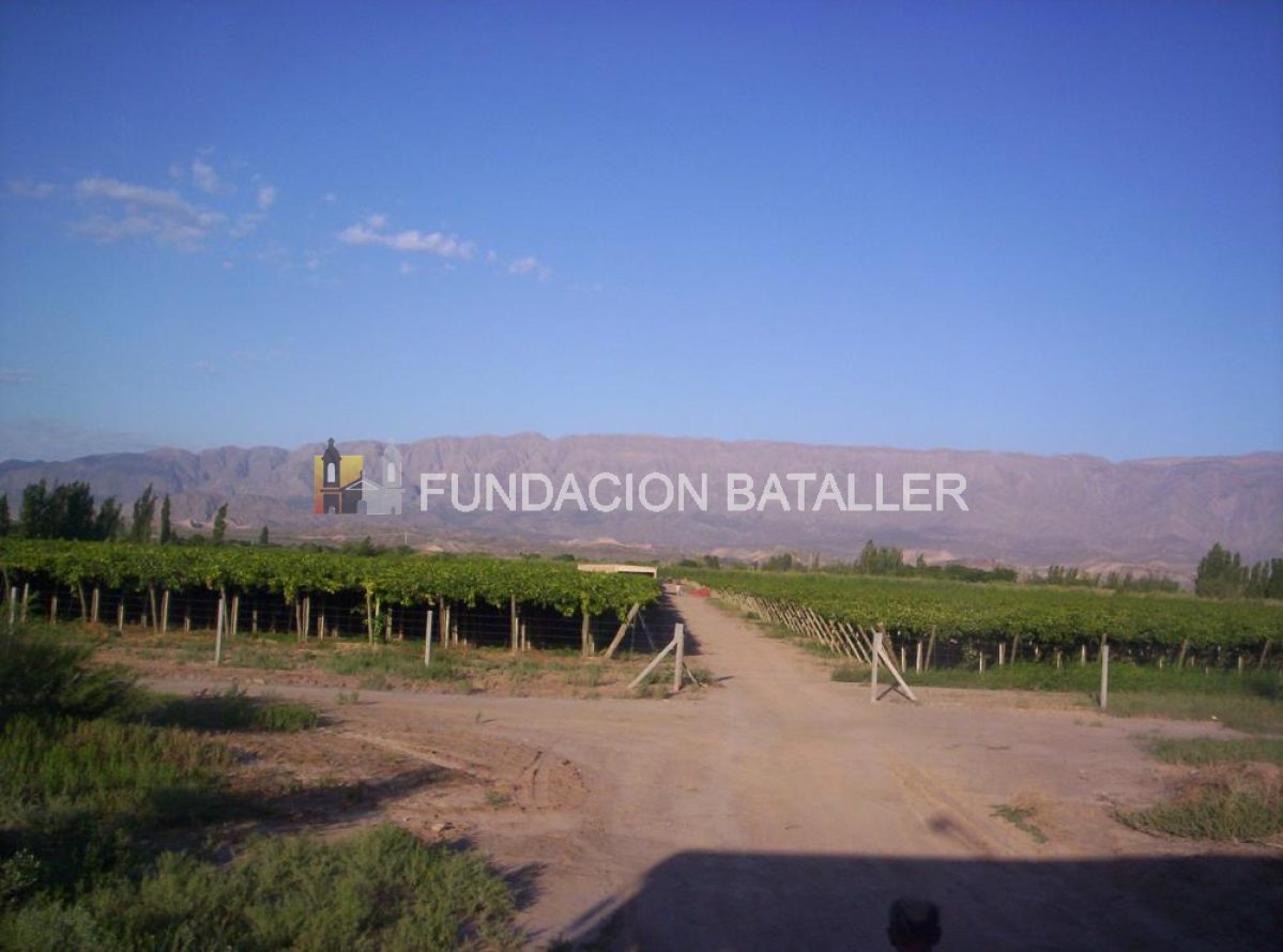 Datos de la vitivinicultura en San Juan