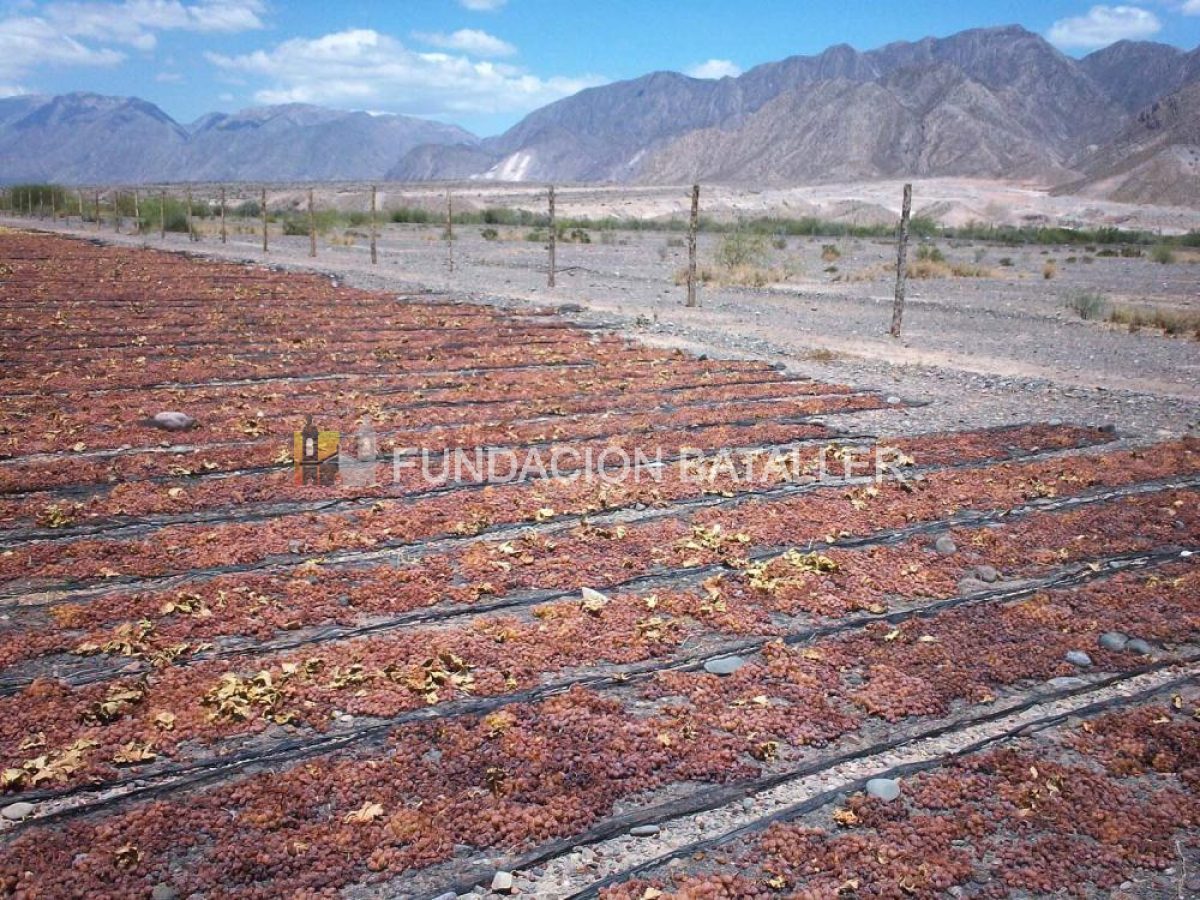 Exportación de uvas sanjuaninas a Alemania