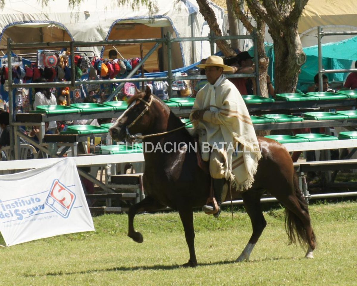 Gran convocatoria en el Concurso de Caballos Peruanos